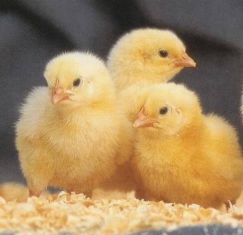 8-day broiler Chechen