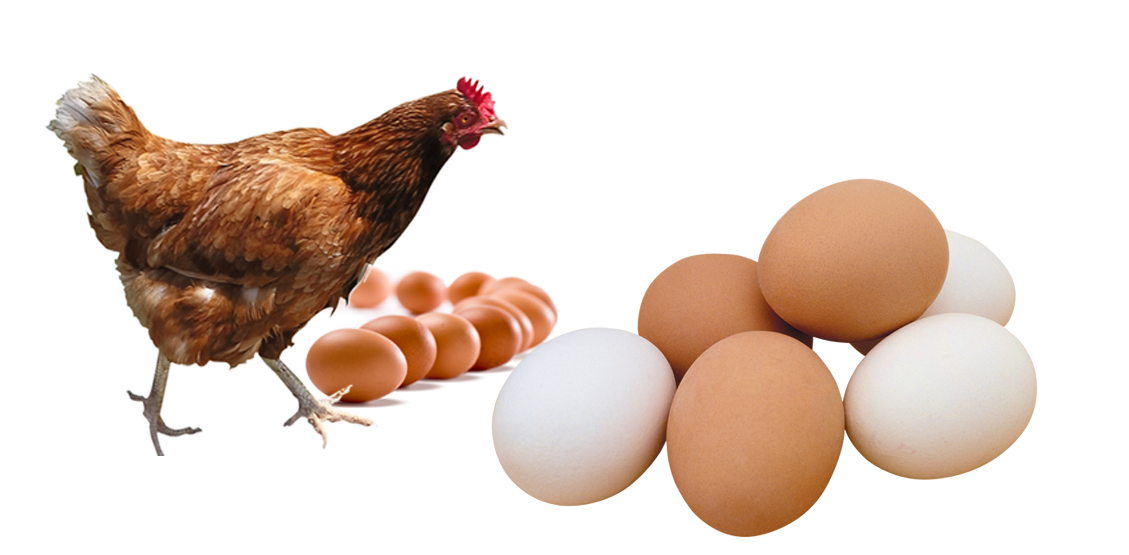 EGGS AND LAYER