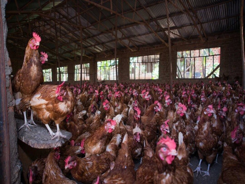 KANDE POULTRY FARM (U) LIMITED