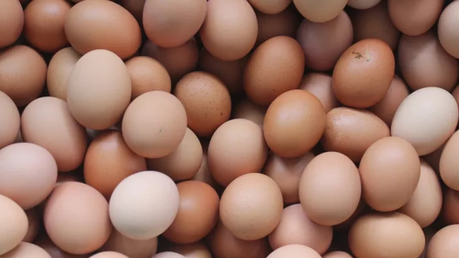 SR KUKU Farm Fresh Eggs (per tray)